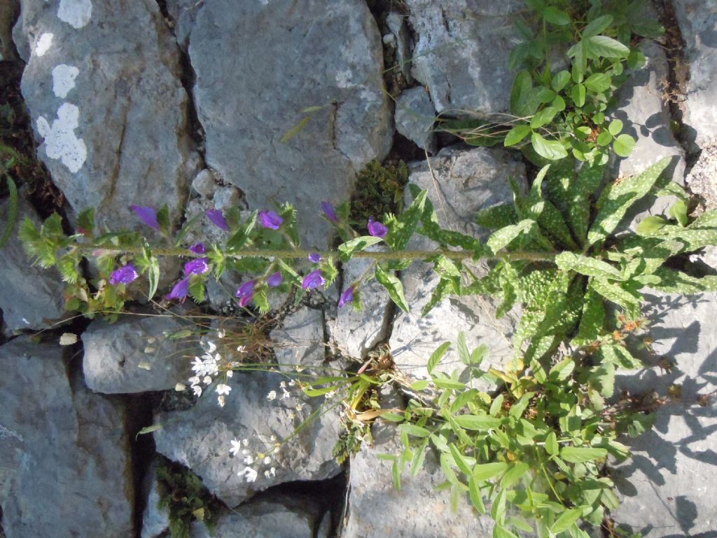 Echium vulgare