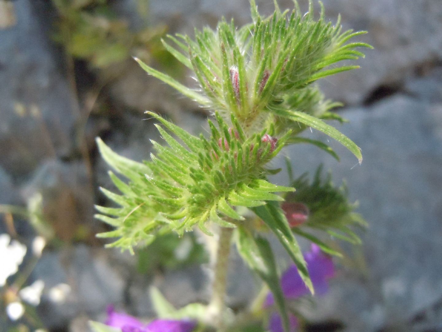 Echium vulgare