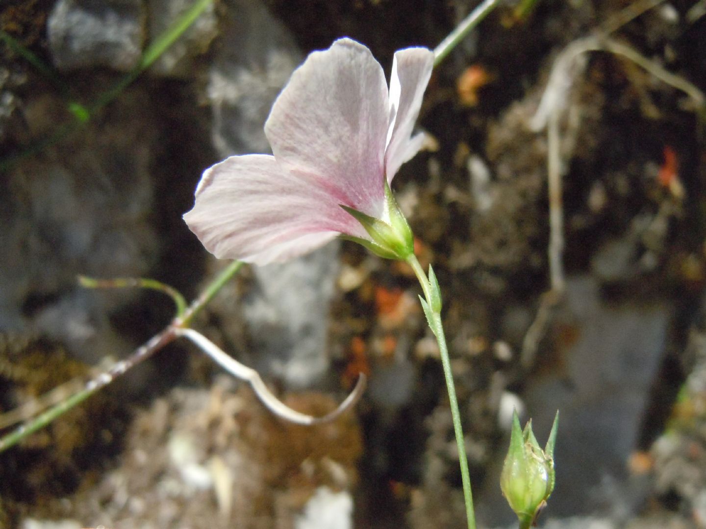 Linum tenuifolium