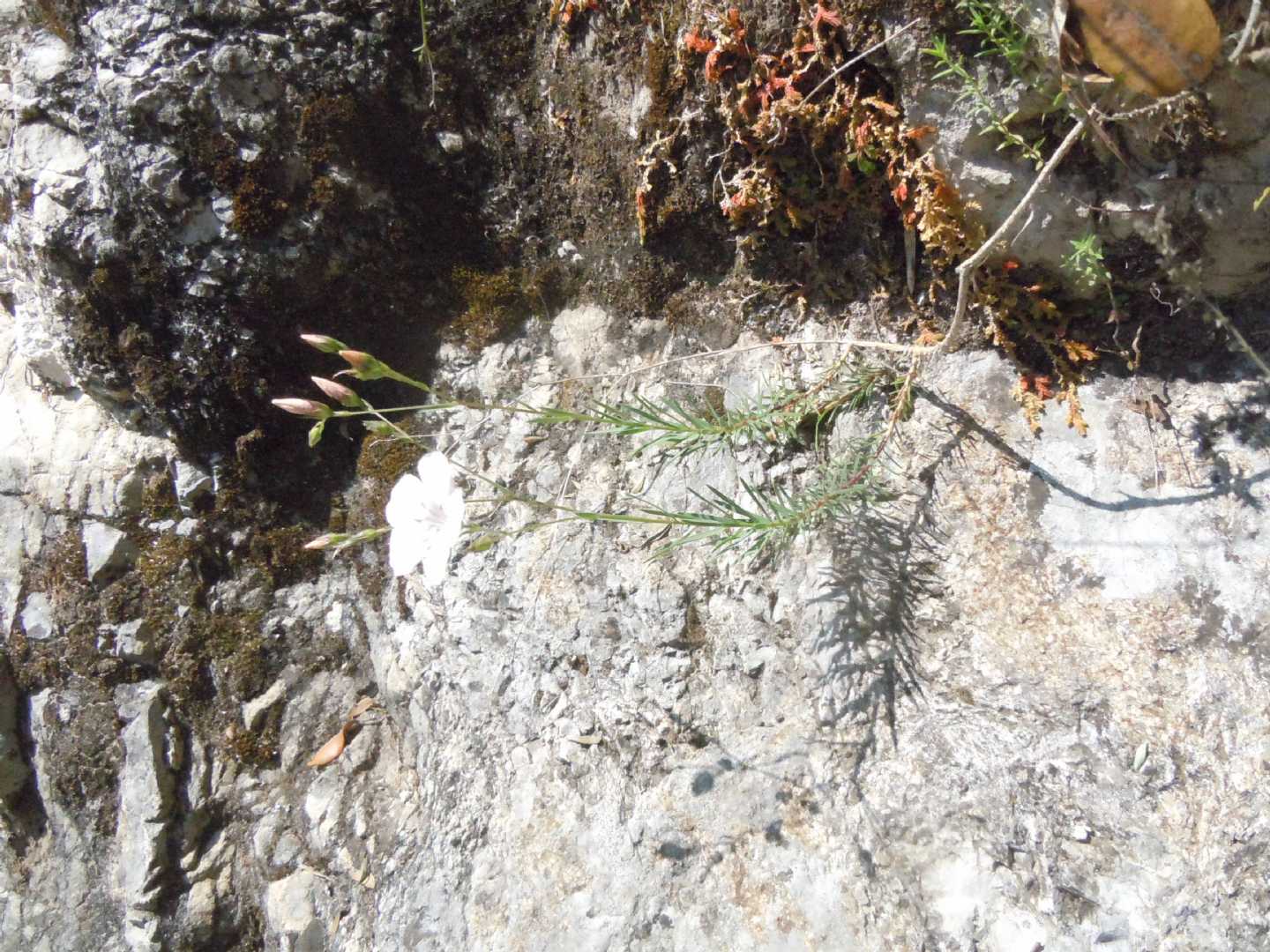 Linum tenuifolium