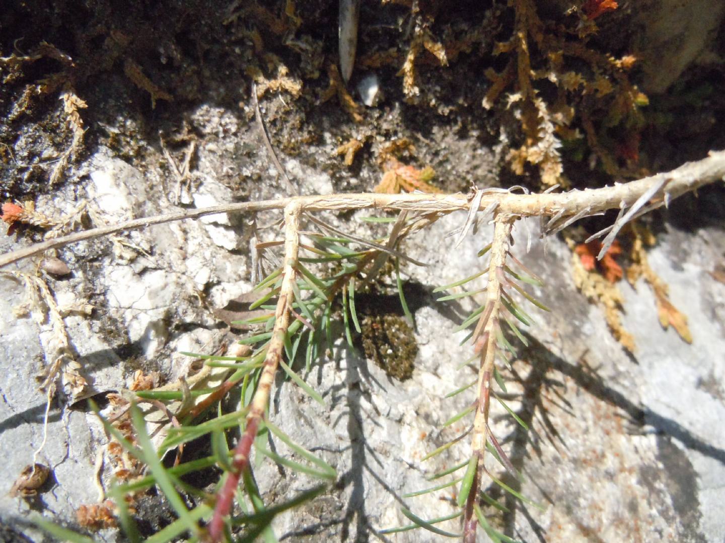 Linum tenuifolium