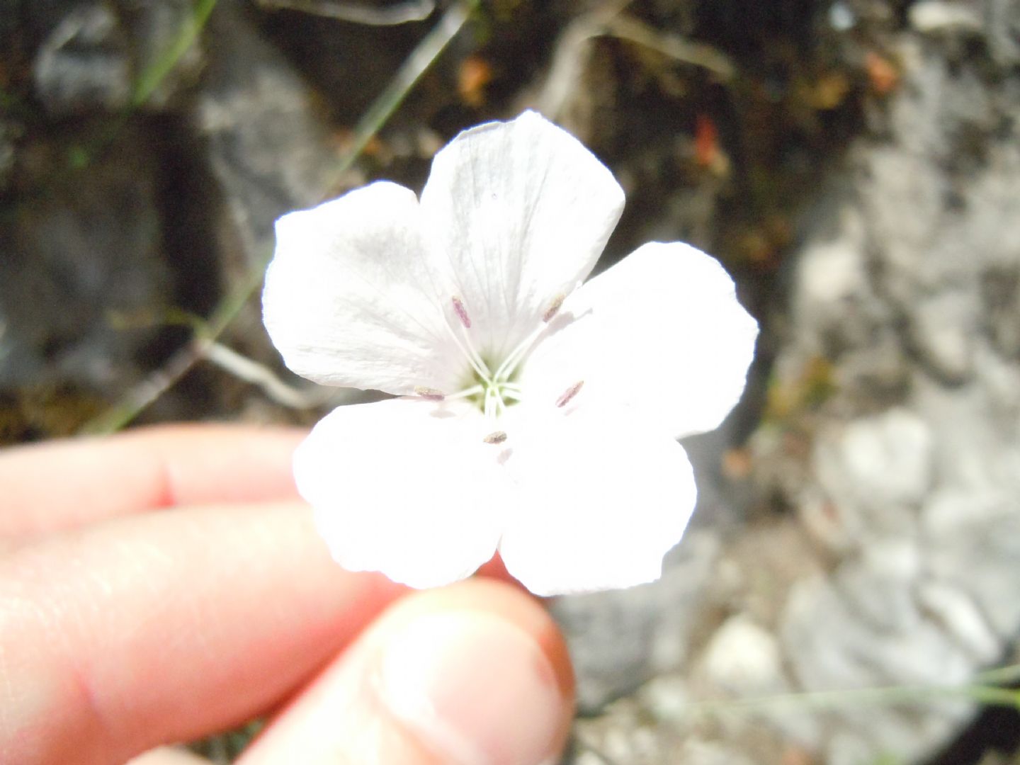 Linum tenuifolium