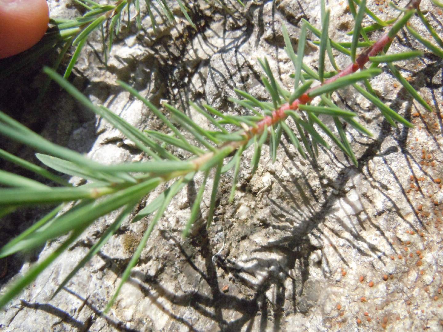 Linum tenuifolium