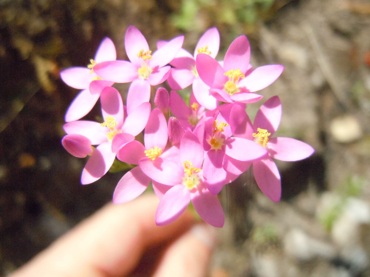 Centaurium erythraea