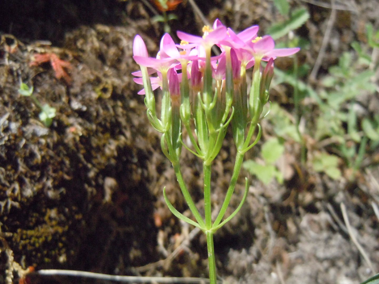 Centaurium erythraea