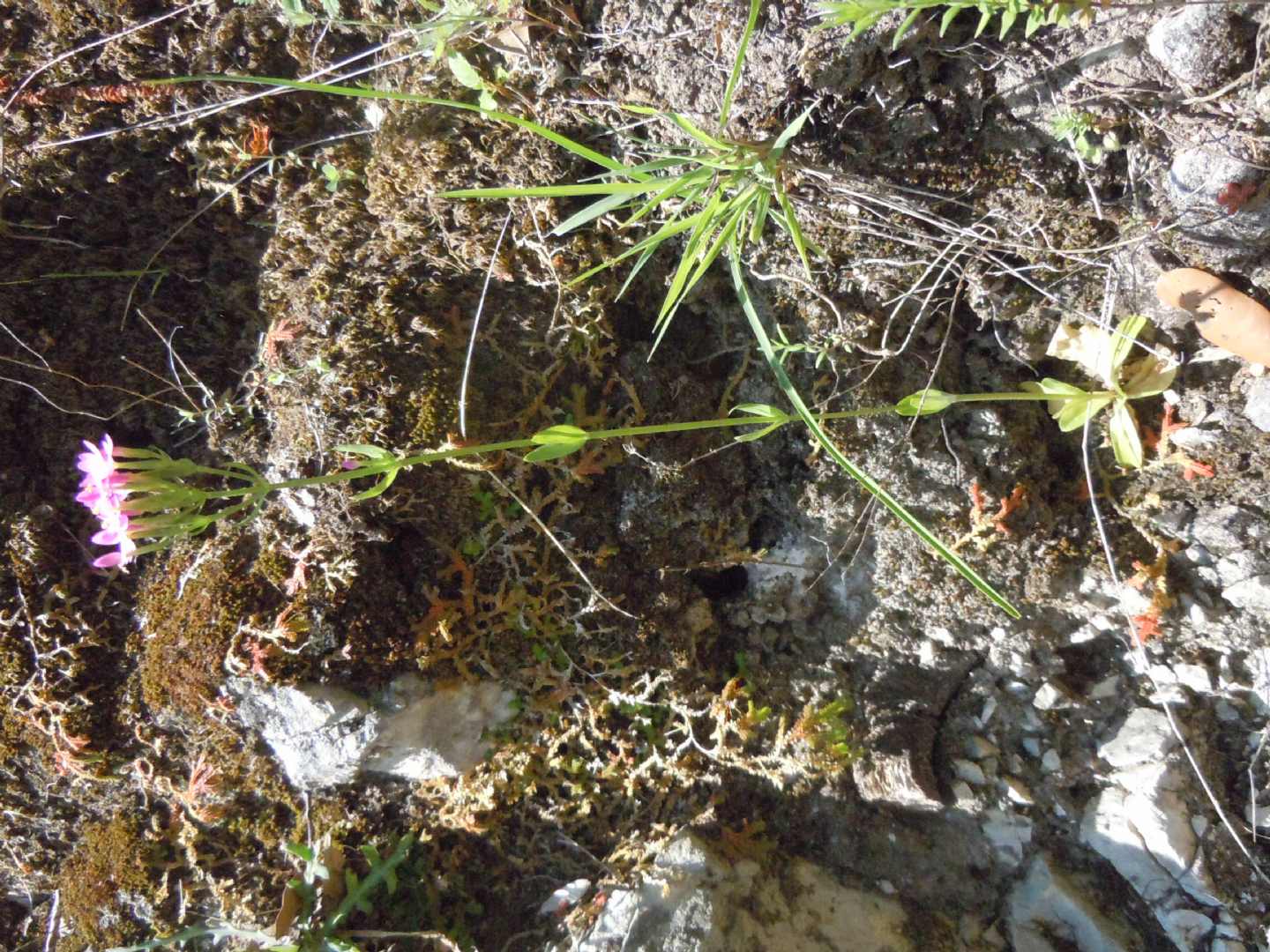 Centaurium erythraea