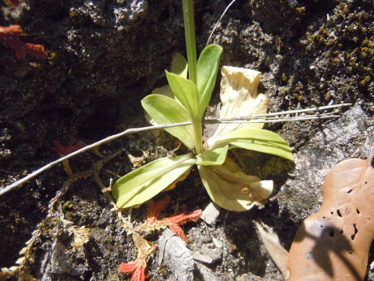 Centaurium erythraea