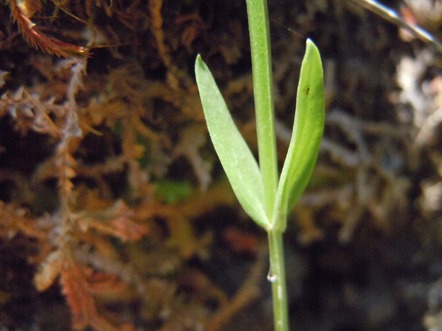 Centaurium erythraea