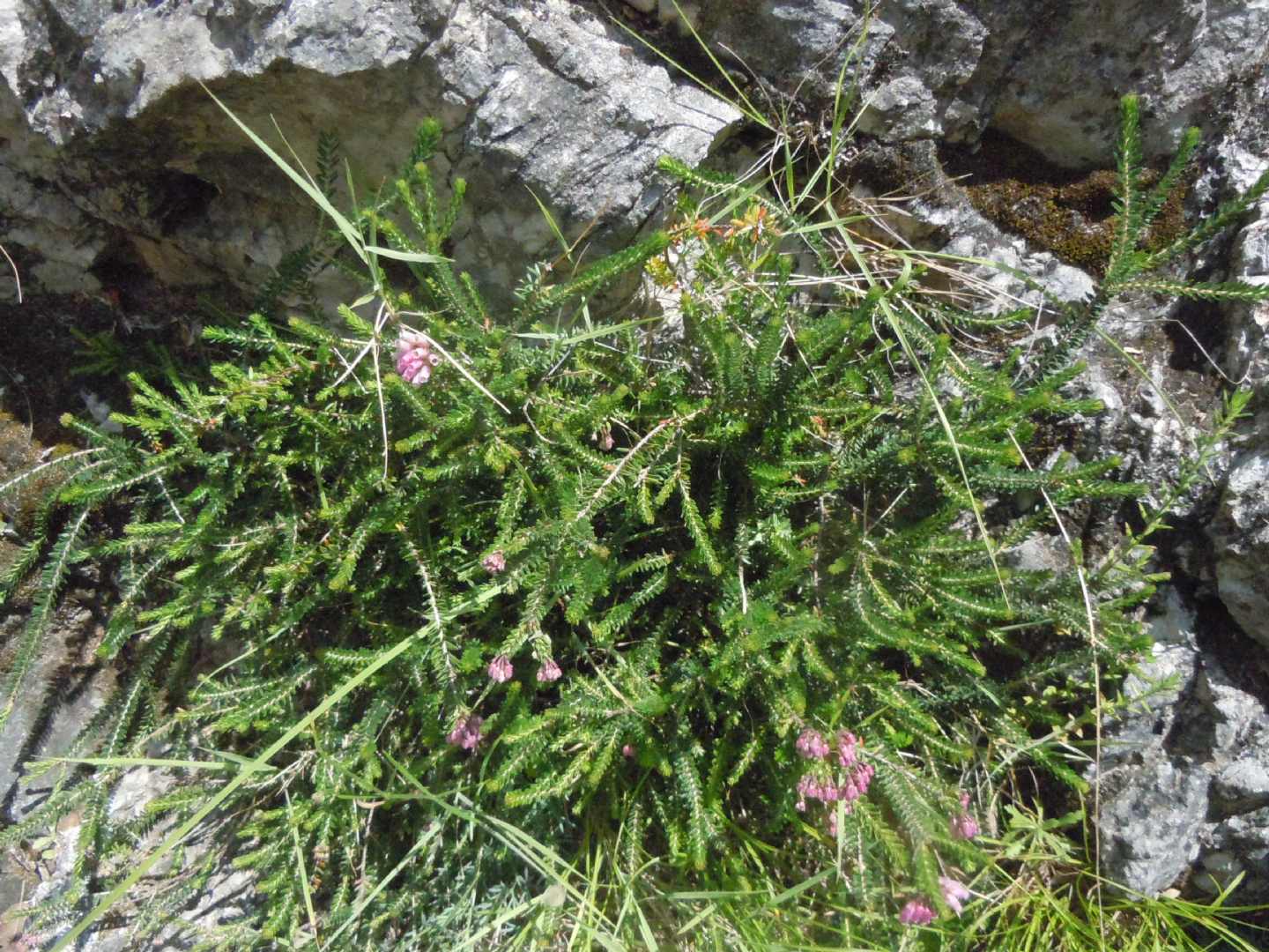 Erica terminalis / Erica tirrenica