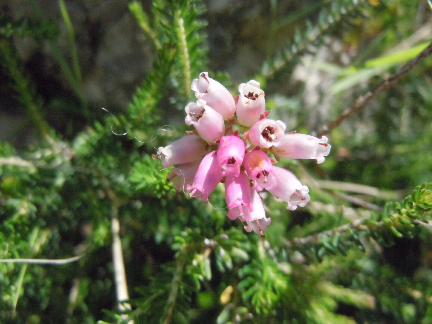 Erica terminalis / Erica tirrenica