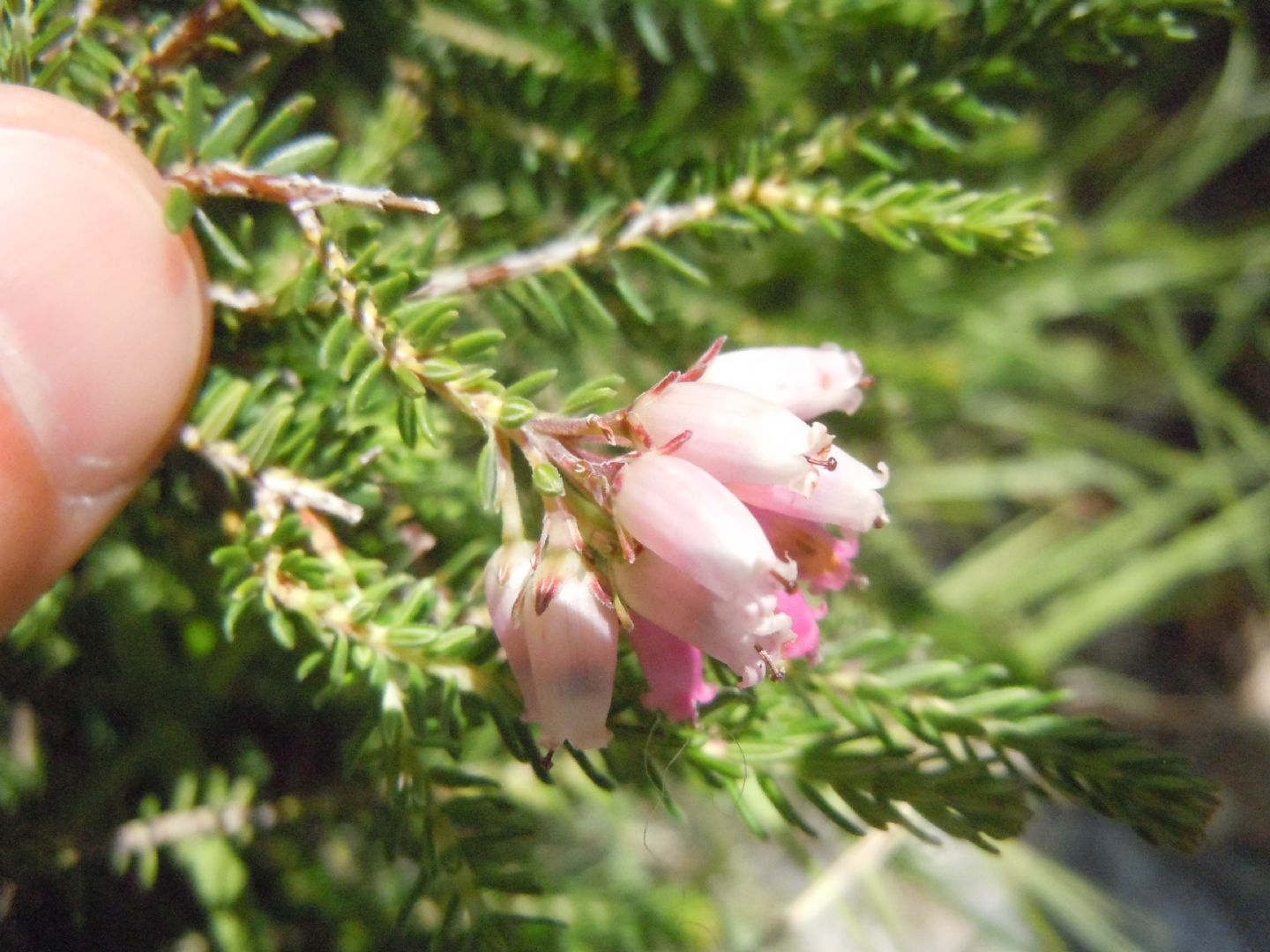 Erica terminalis / Erica tirrenica