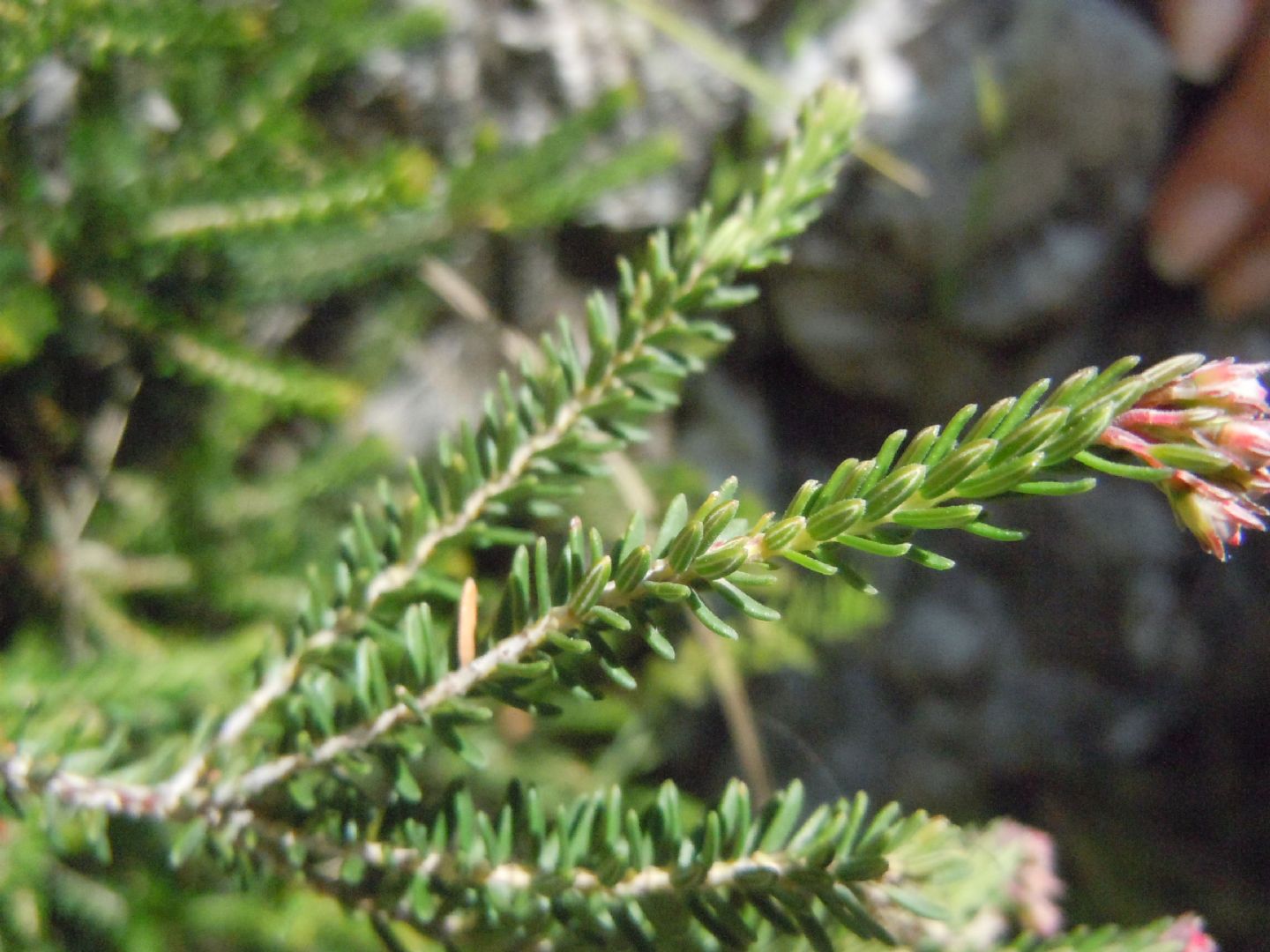 Erica terminalis / Erica tirrenica