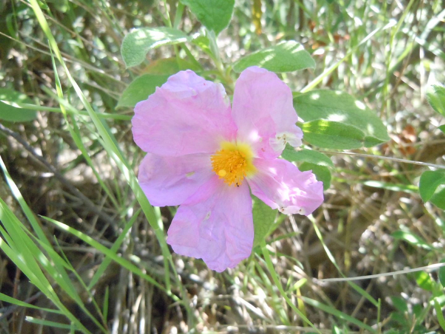 Cistus creticus subsp. eriocephalus