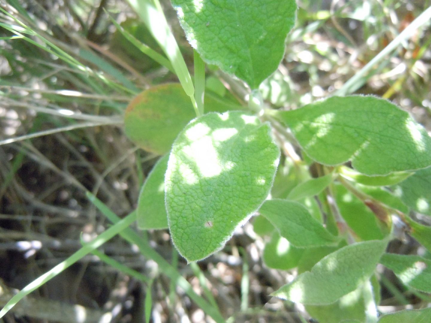 Cistus creticus subsp. eriocephalus