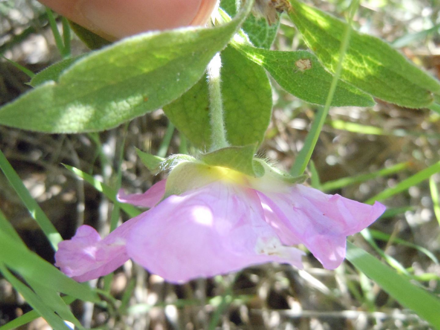 Cistus creticus subsp. eriocephalus