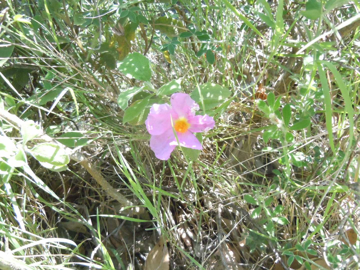 Cistus creticus subsp. eriocephalus