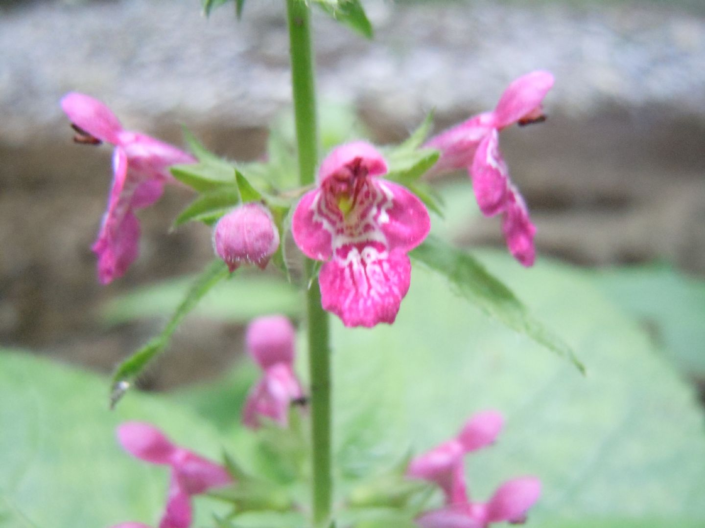 Stachys sylvatica