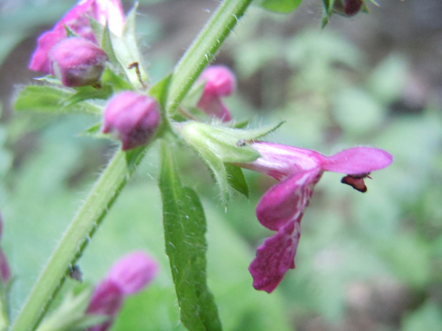 Stachys sylvatica