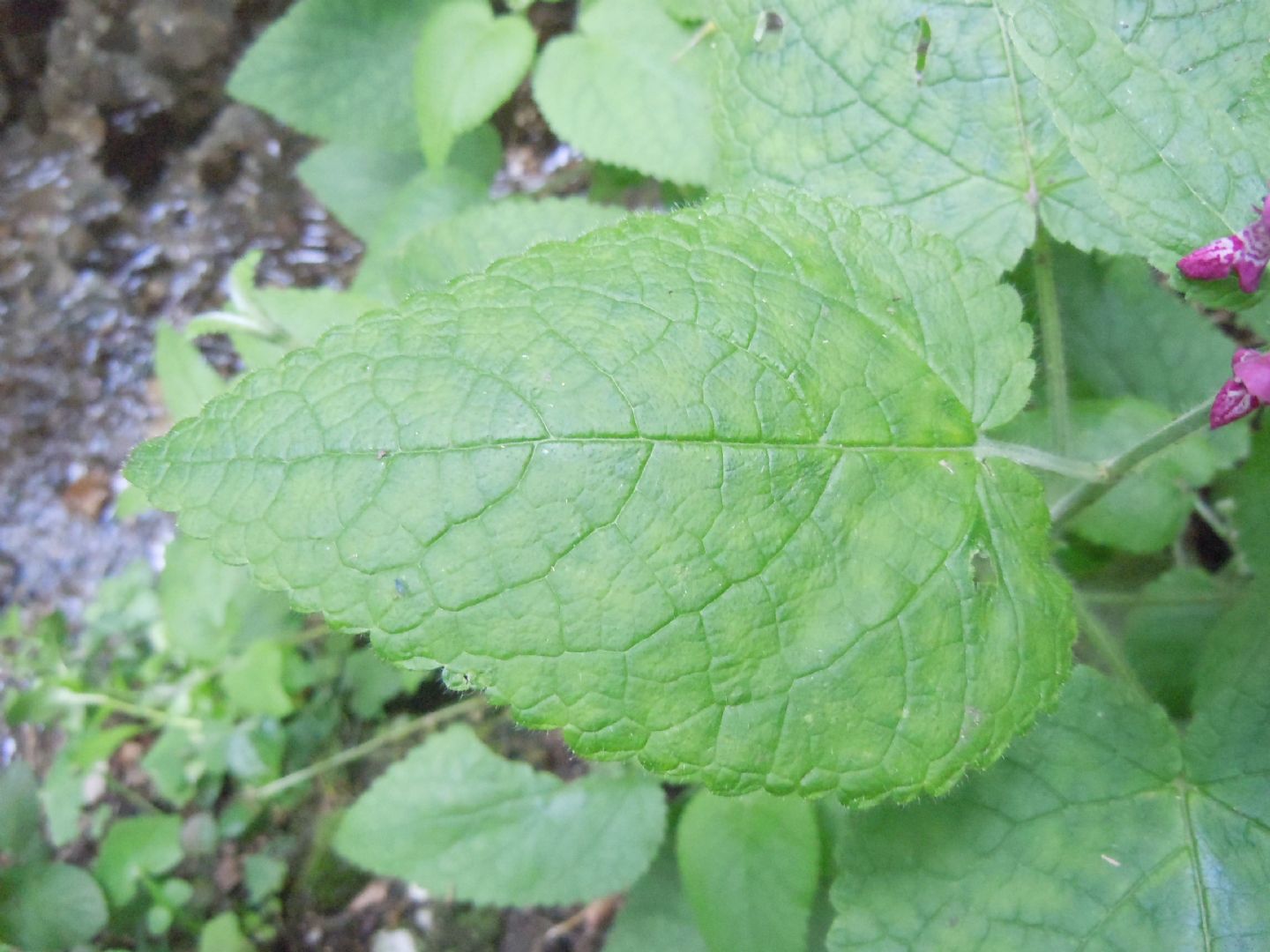 Stachys sylvatica