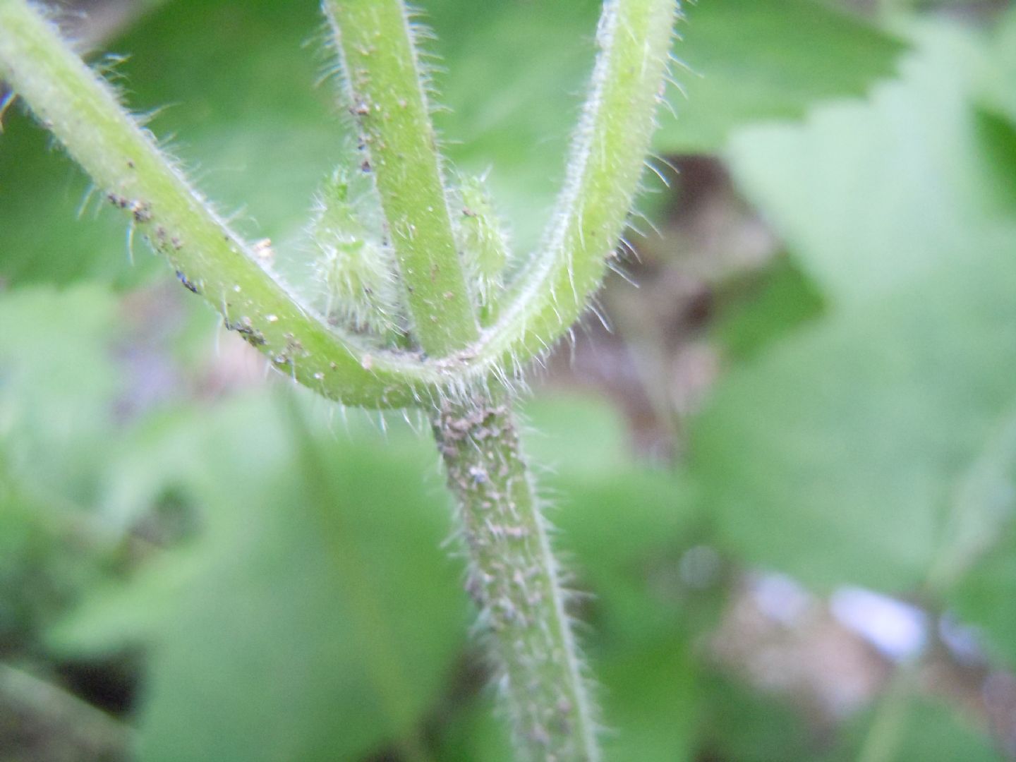 Stachys sylvatica