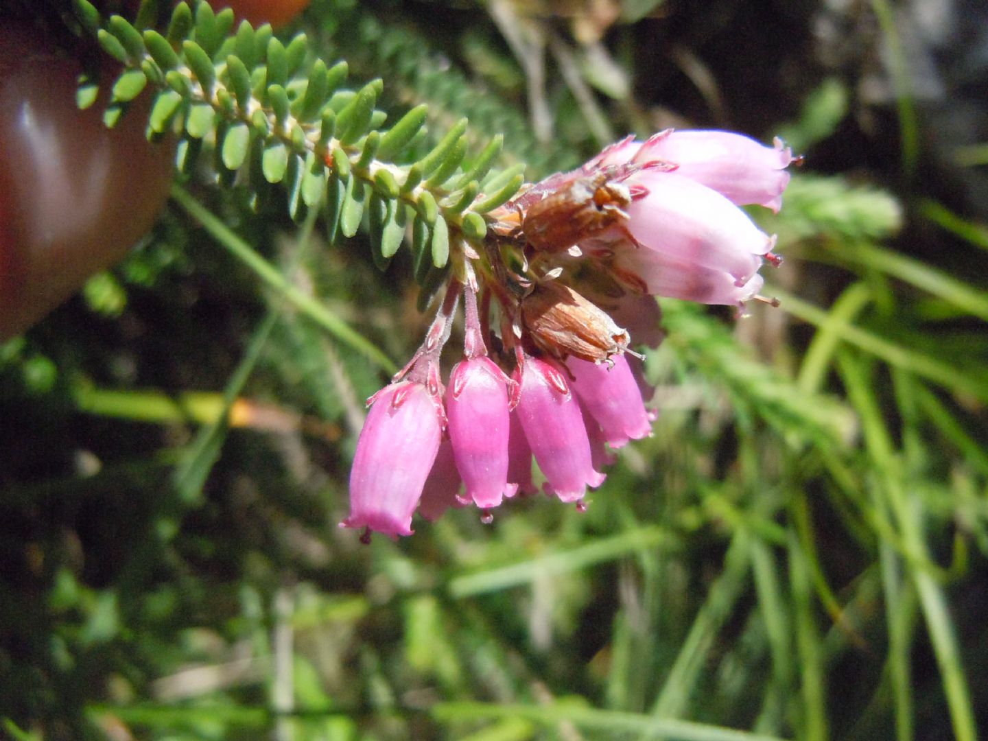 Erica terminalis / Erica tirrenica