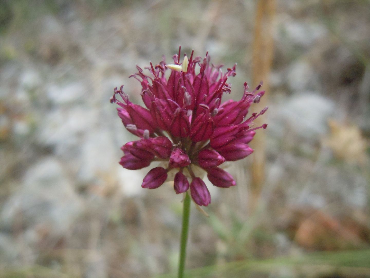 Allium sphaerocephalon