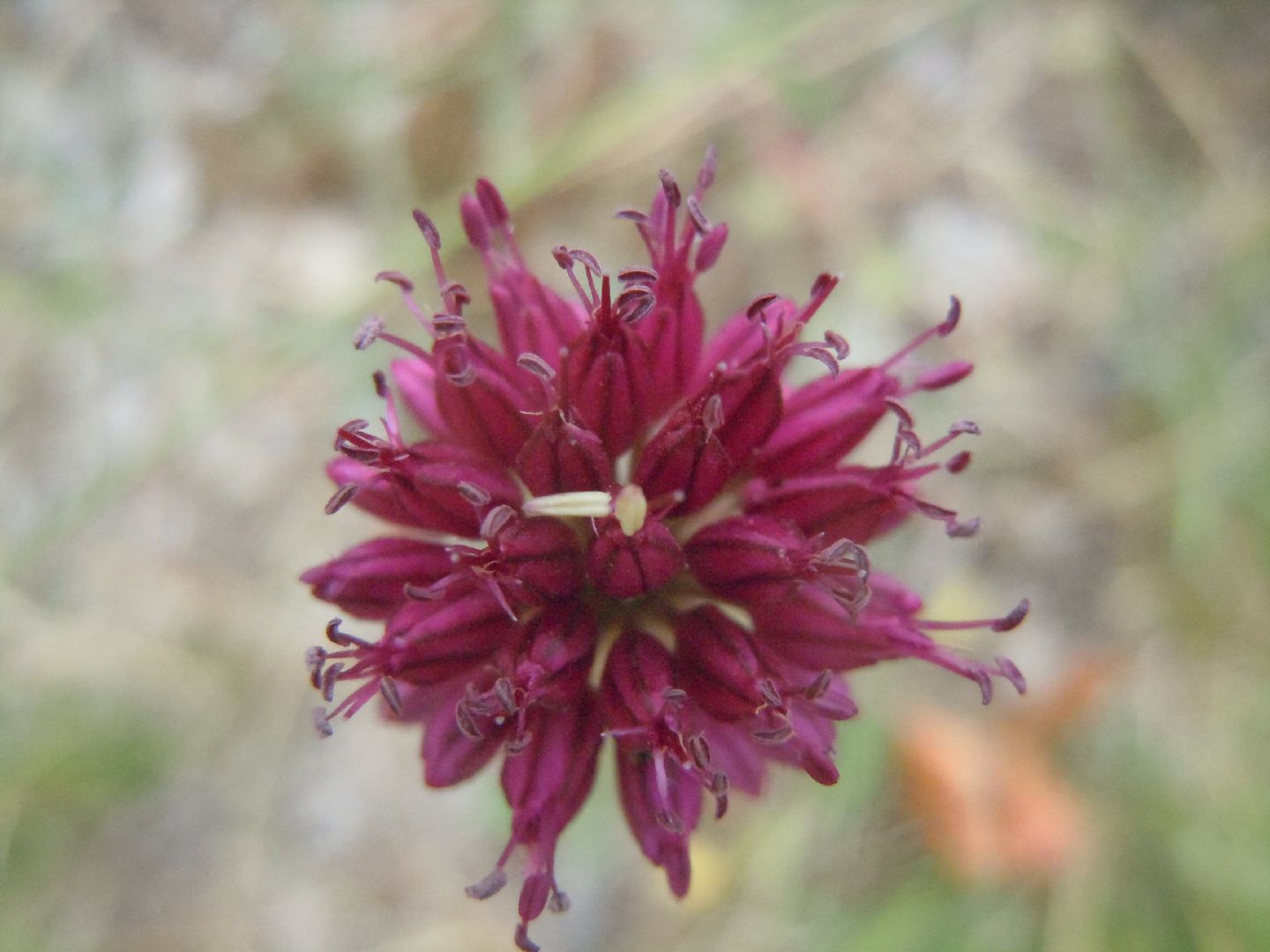 Allium sphaerocephalon