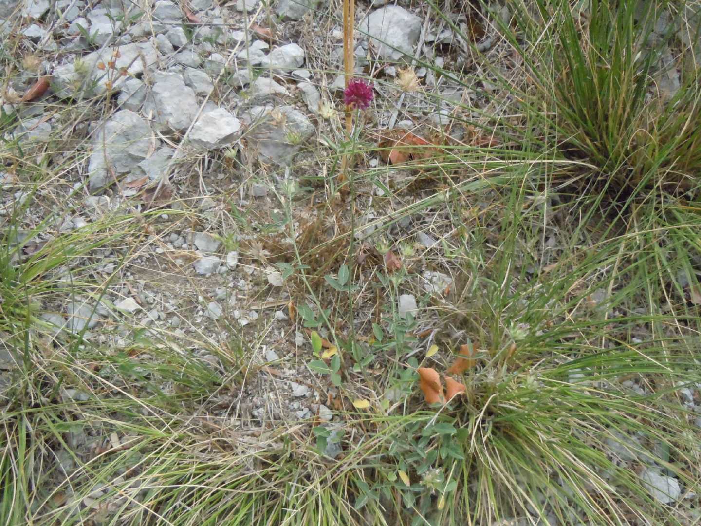 Allium sphaerocephalon