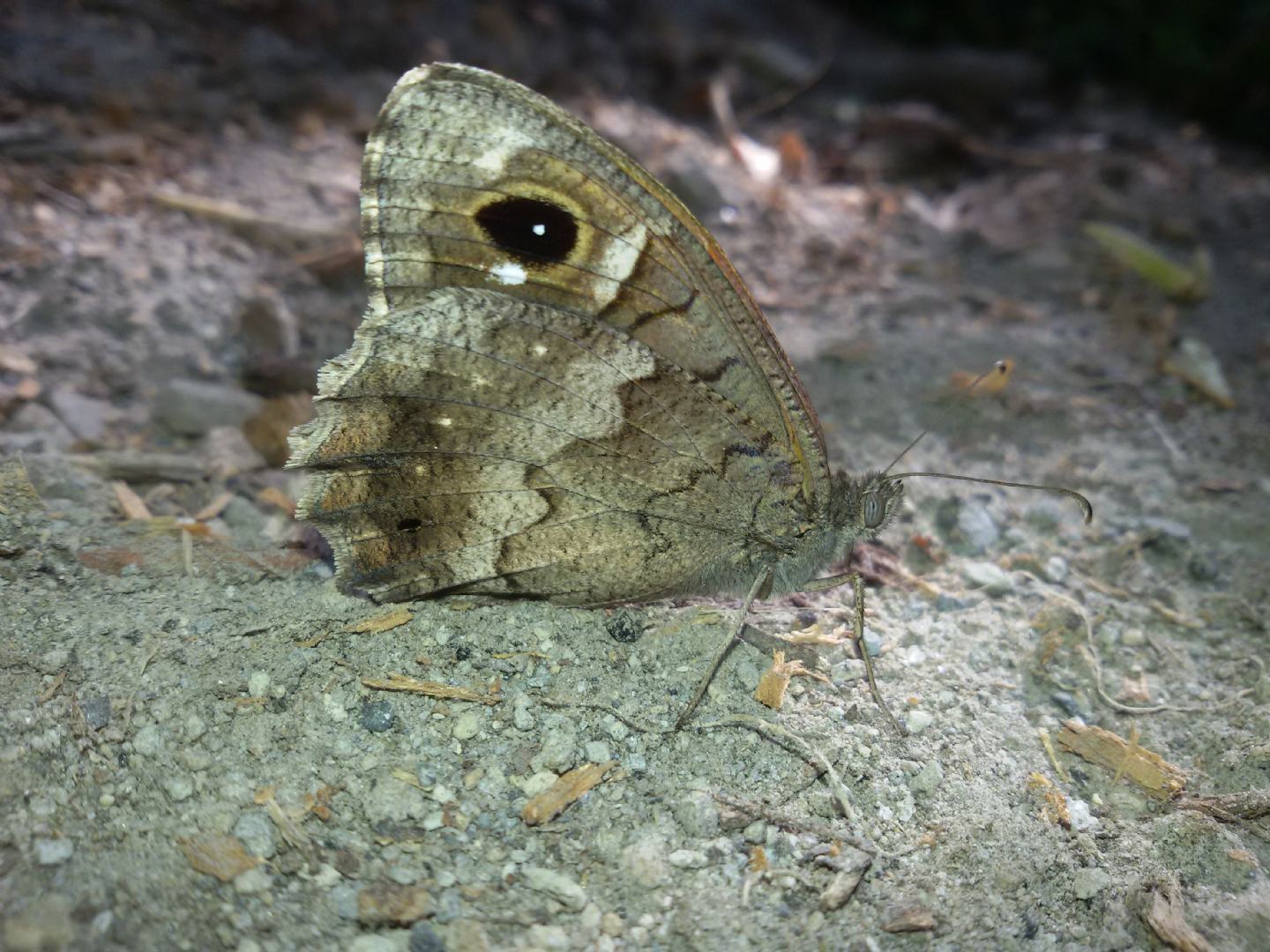 Quale Hipparchia? Hipparchia (Neohipparchia) statilinus - Nymphalidae