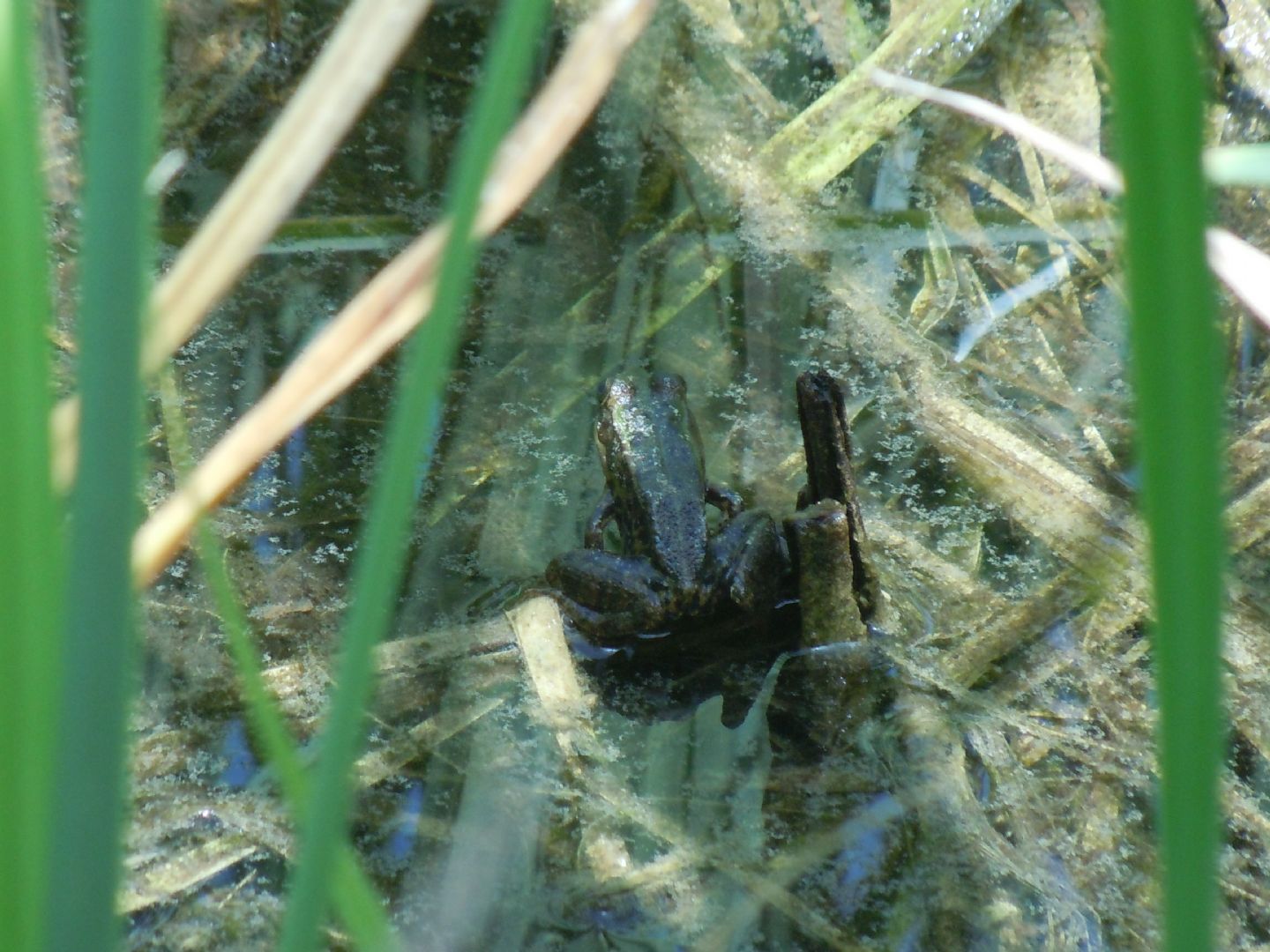 Tutte rane verdi? S, Pelophylax sp. (NA)