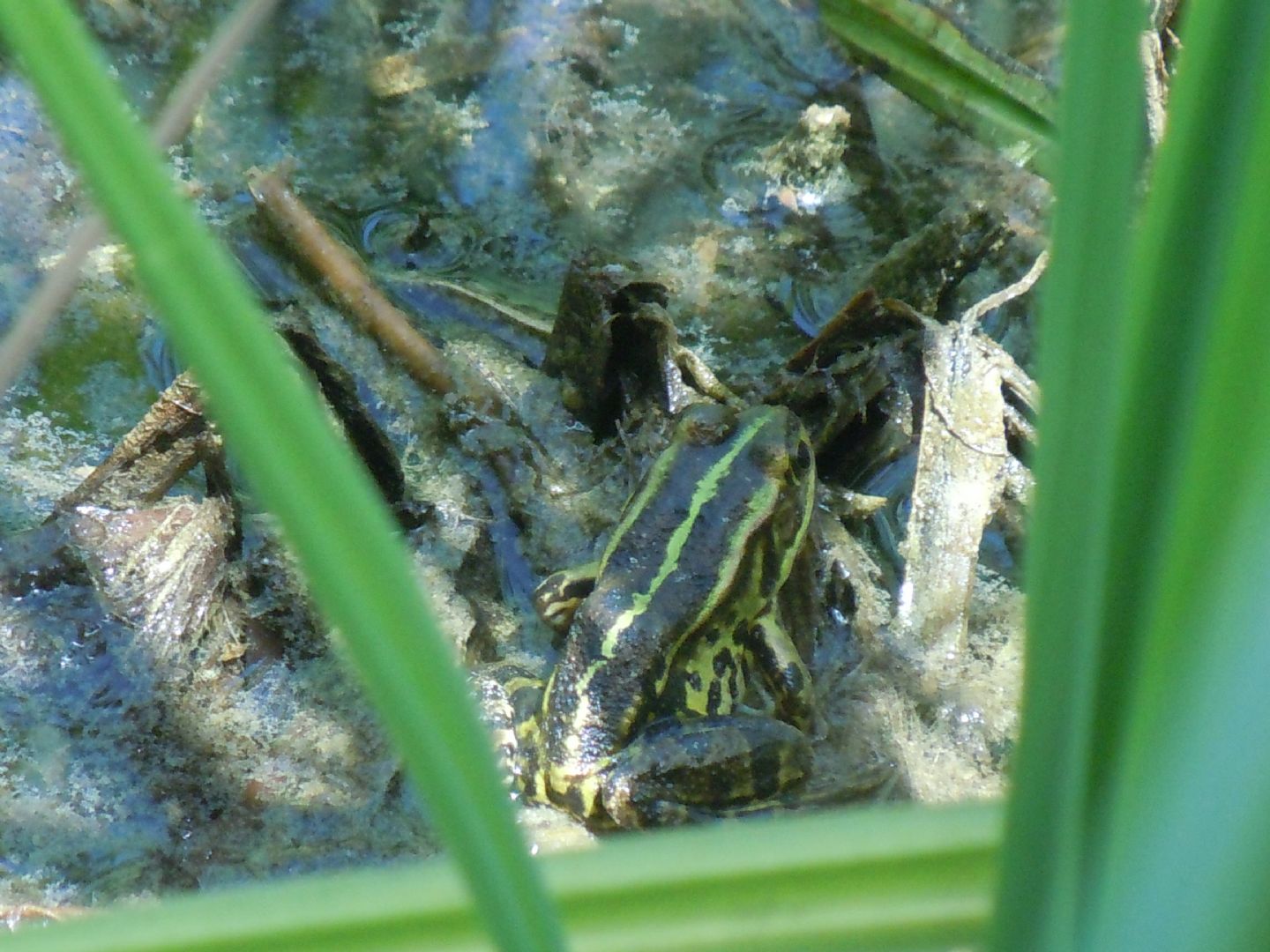 Tutte rane verdi? S, Pelophylax sp. (NA)