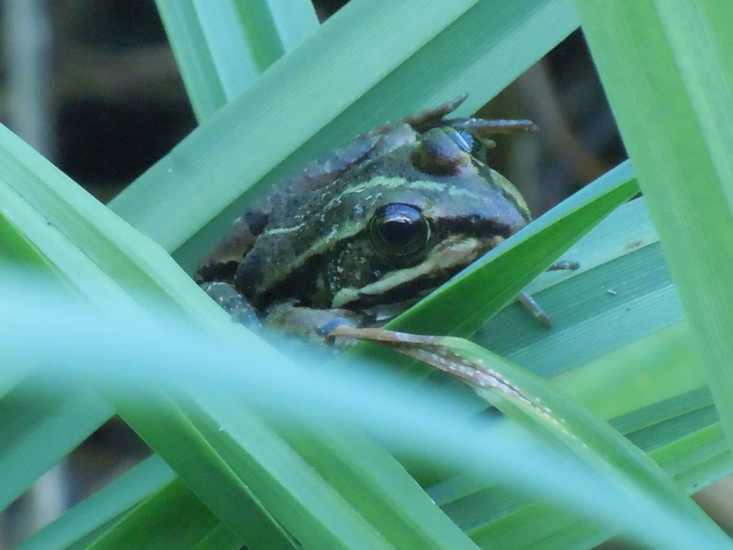 Tutte rane verdi? S, Pelophylax sp. (NA)