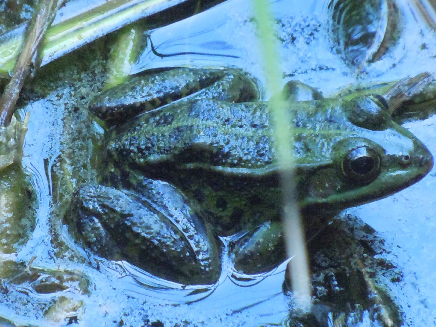 Tutte rane verdi? S, Pelophylax sp. (NA)