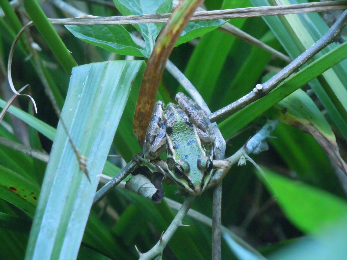 Tutte rane verdi? S, Pelophylax sp. (NA)