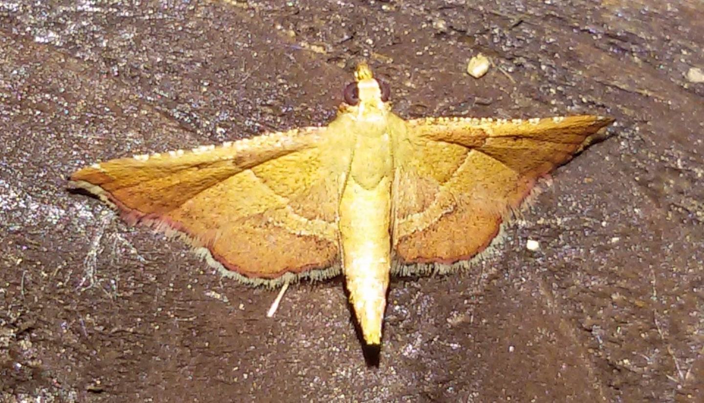 Endotricha flammealis