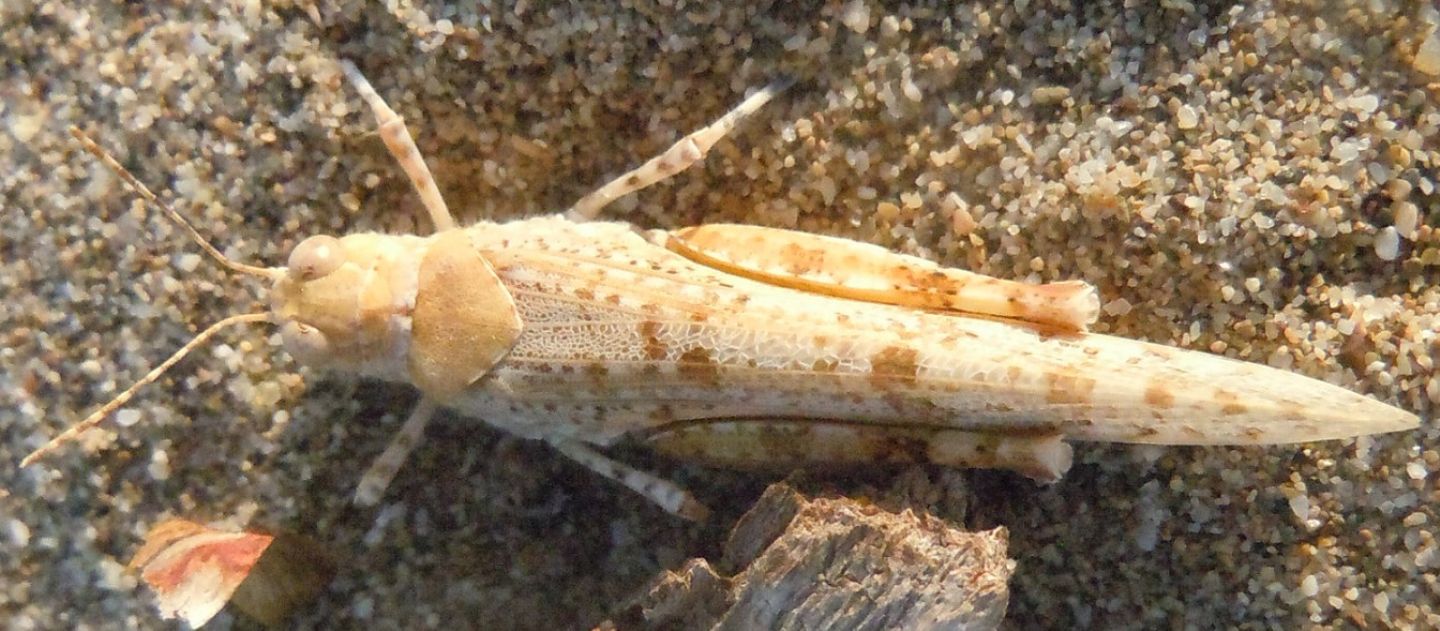 Cavalletta tra le dune:  Sphingonotus (Sphingonotus) sp. (Acrididae)