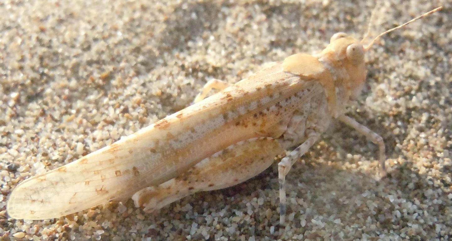 Cavalletta tra le dune:  Sphingonotus (Sphingonotus) sp. (Acrididae)