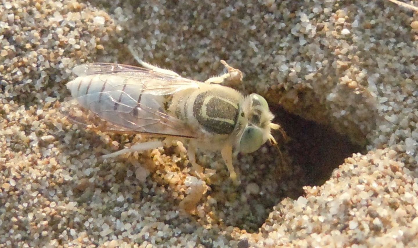 Crabronidae: Bembix olivacea? S, femmina