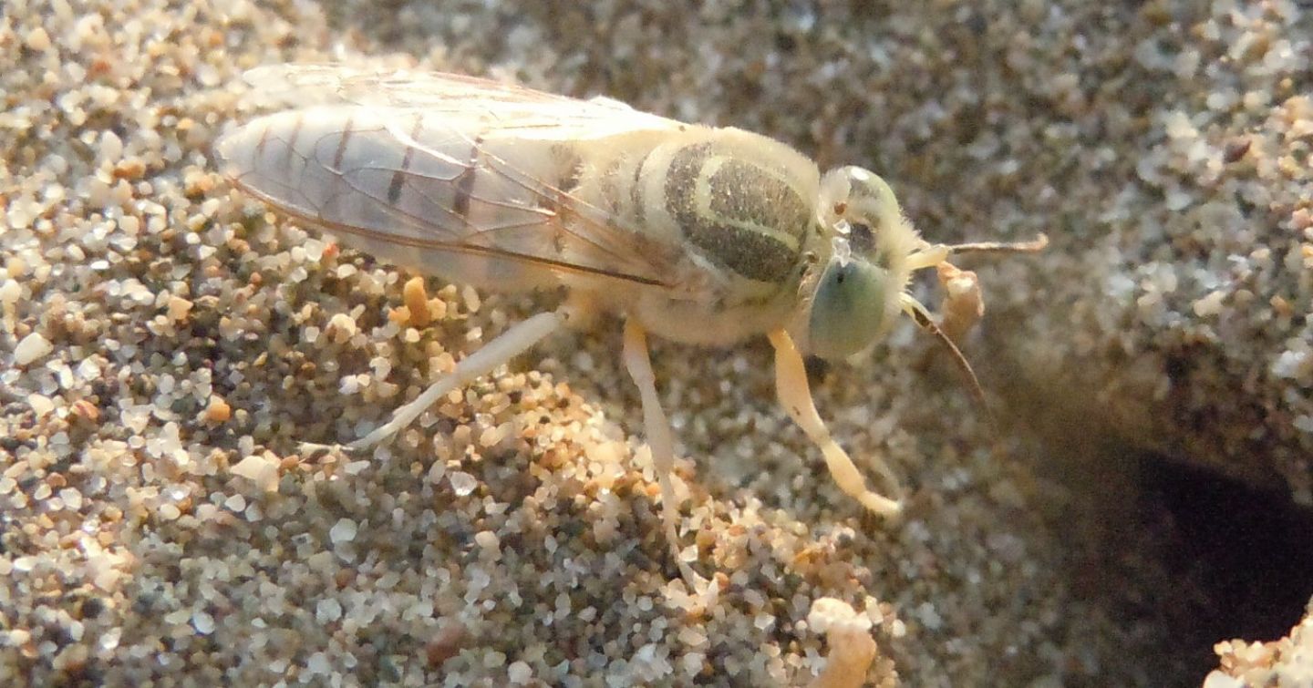 Crabronidae: Bembix olivacea? S, femmina