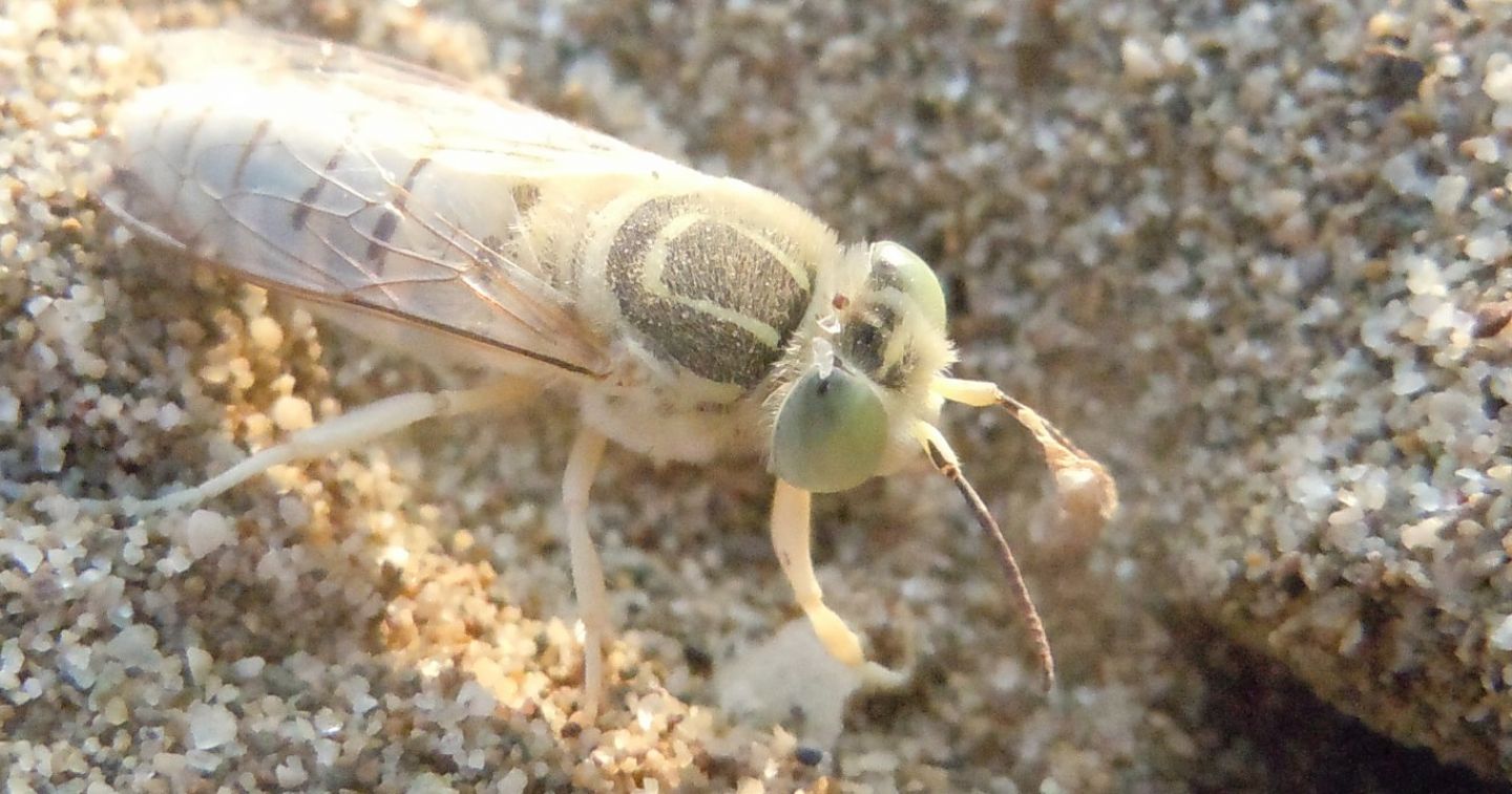 Crabronidae: Bembix olivacea? S, femmina