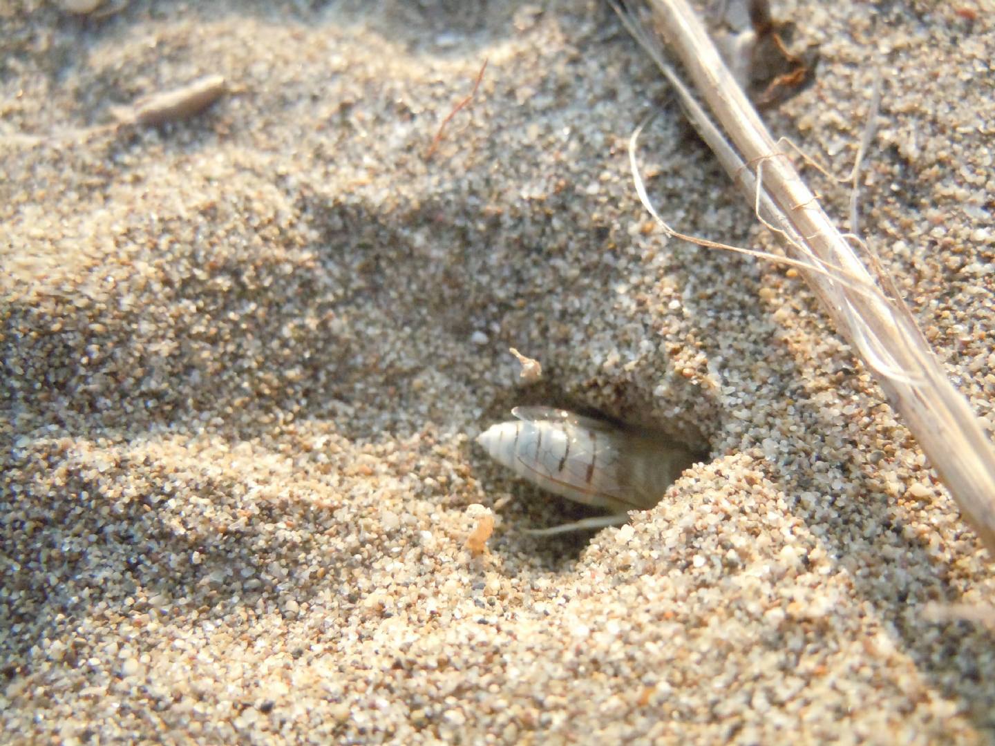 Crabronidae: Bembix olivacea? S, femmina