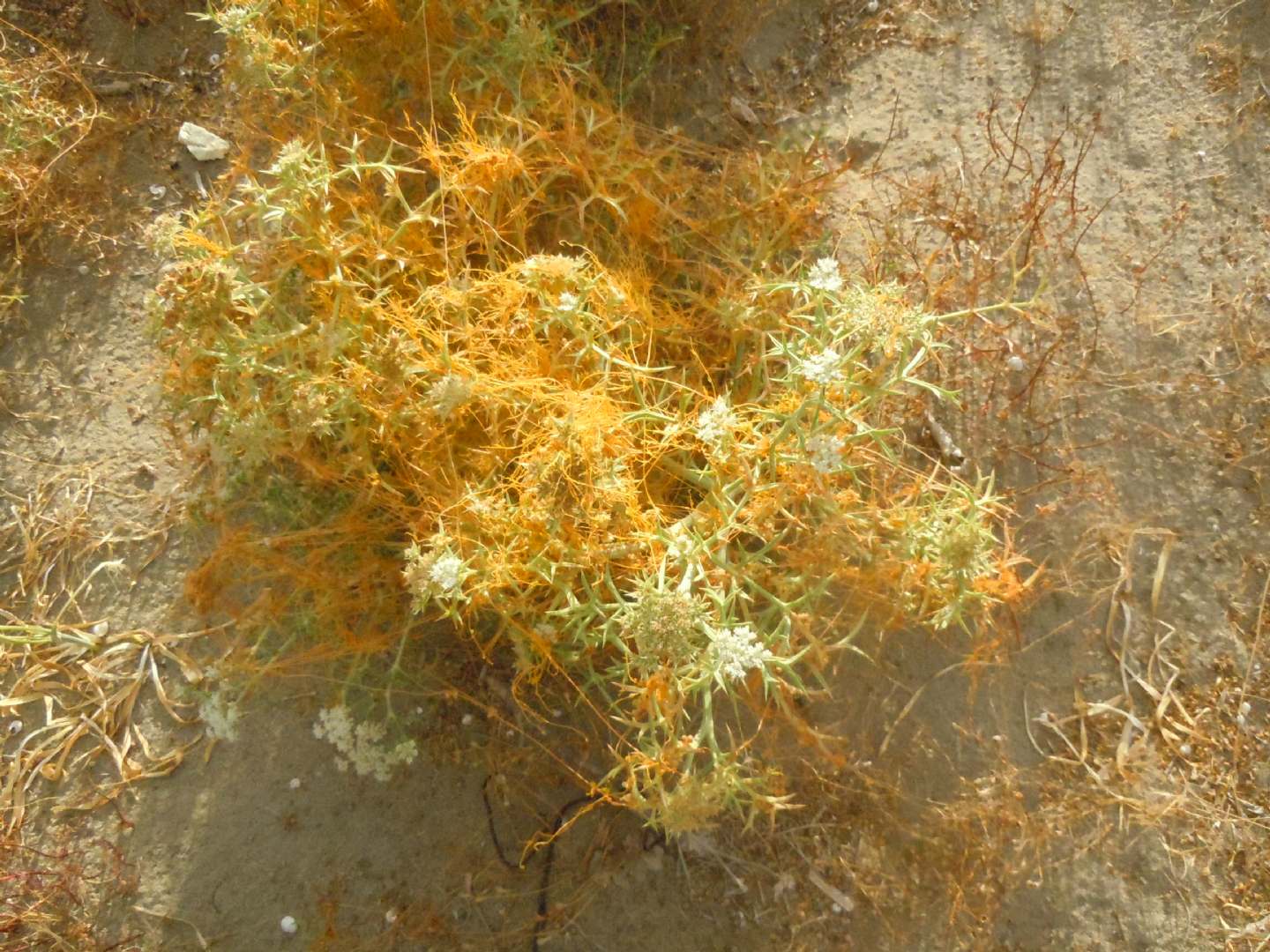 Cuscuta da determinare