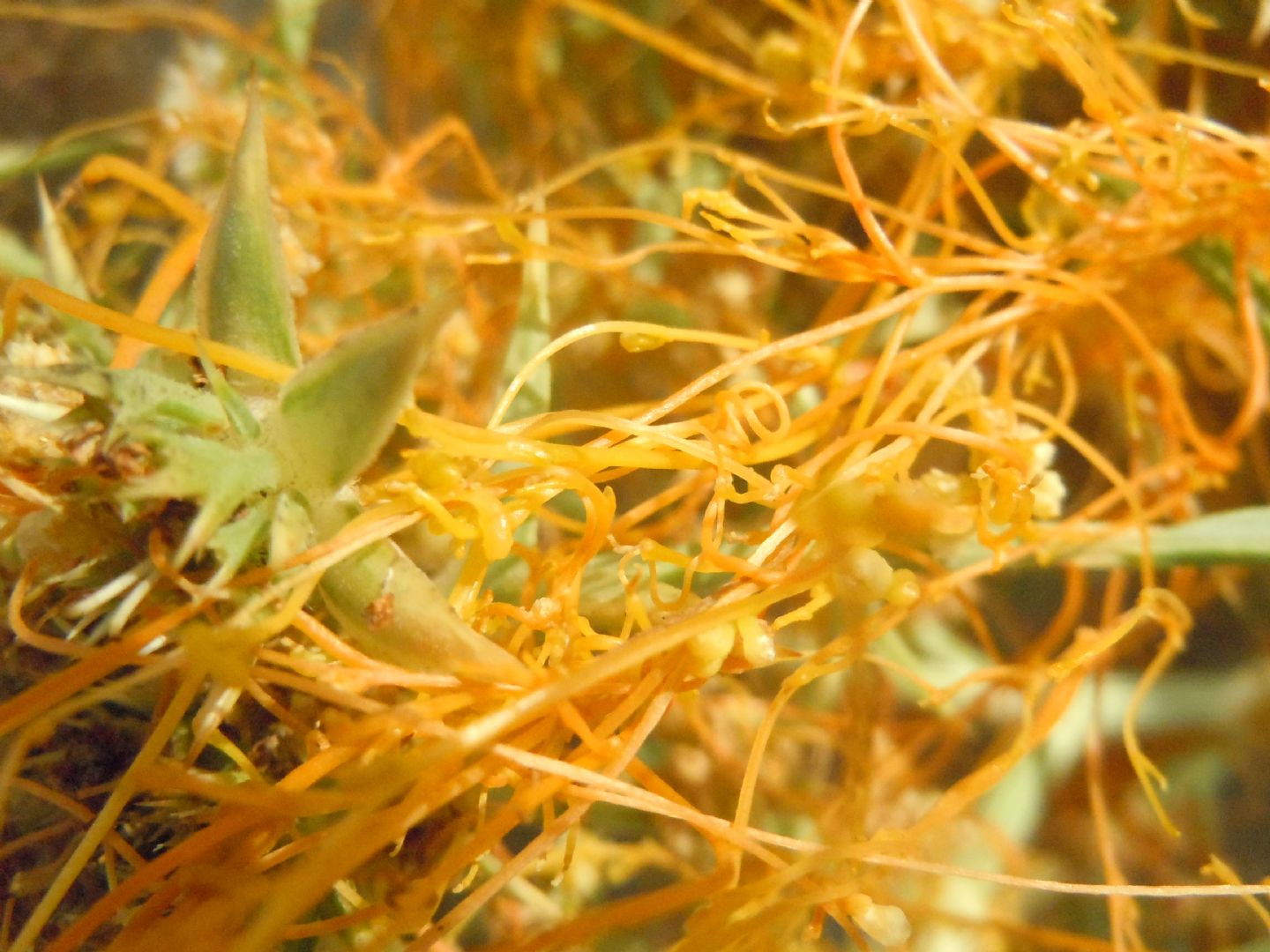 Cuscuta da determinare