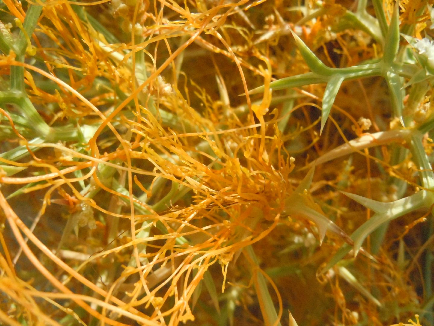 Cuscuta da determinare