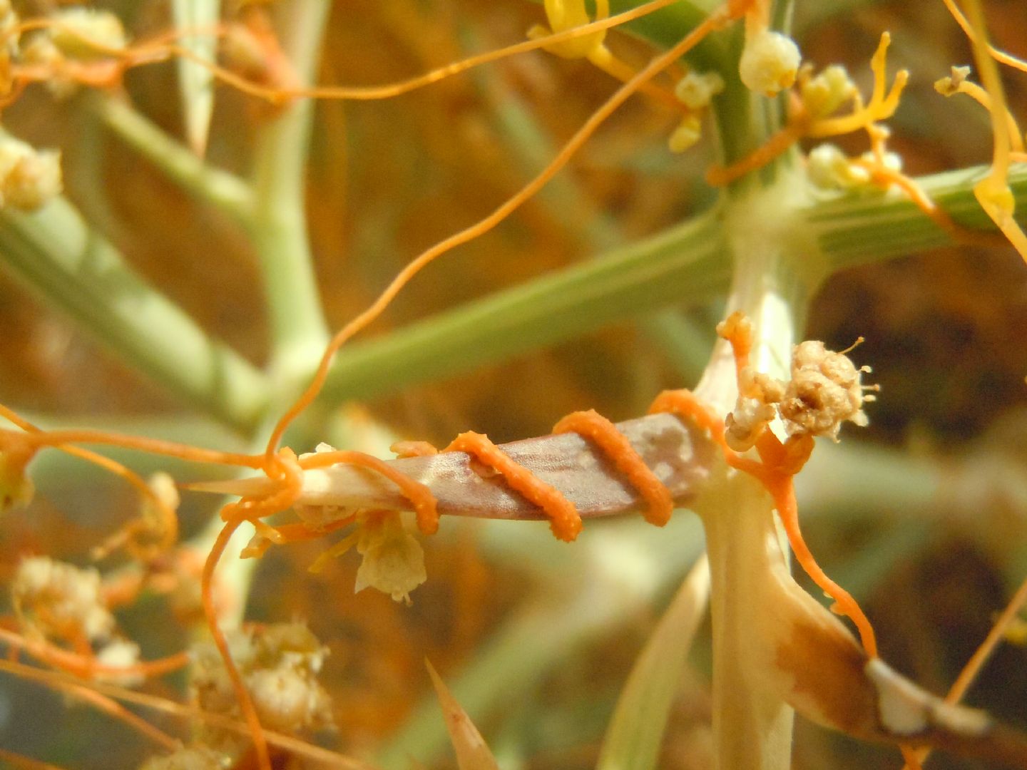 Cuscuta da determinare