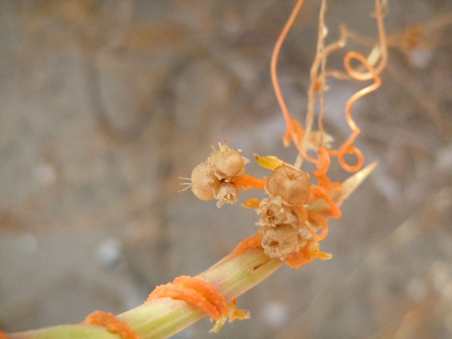 Cuscuta da determinare