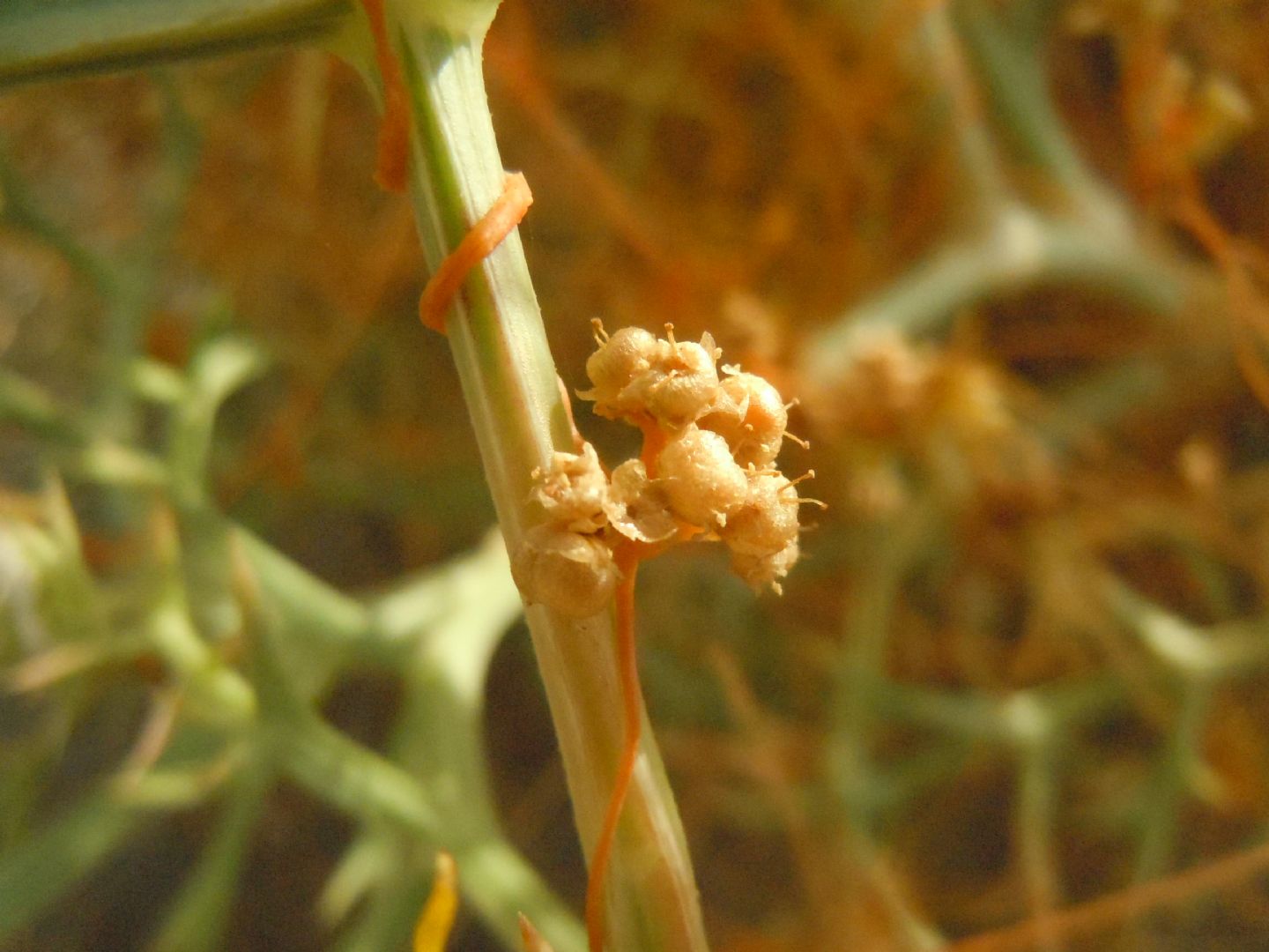 Cuscuta da determinare