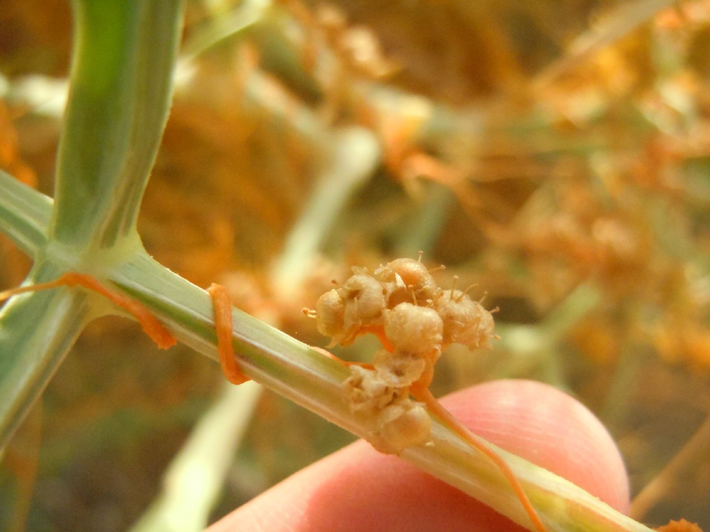 Cuscuta da determinare