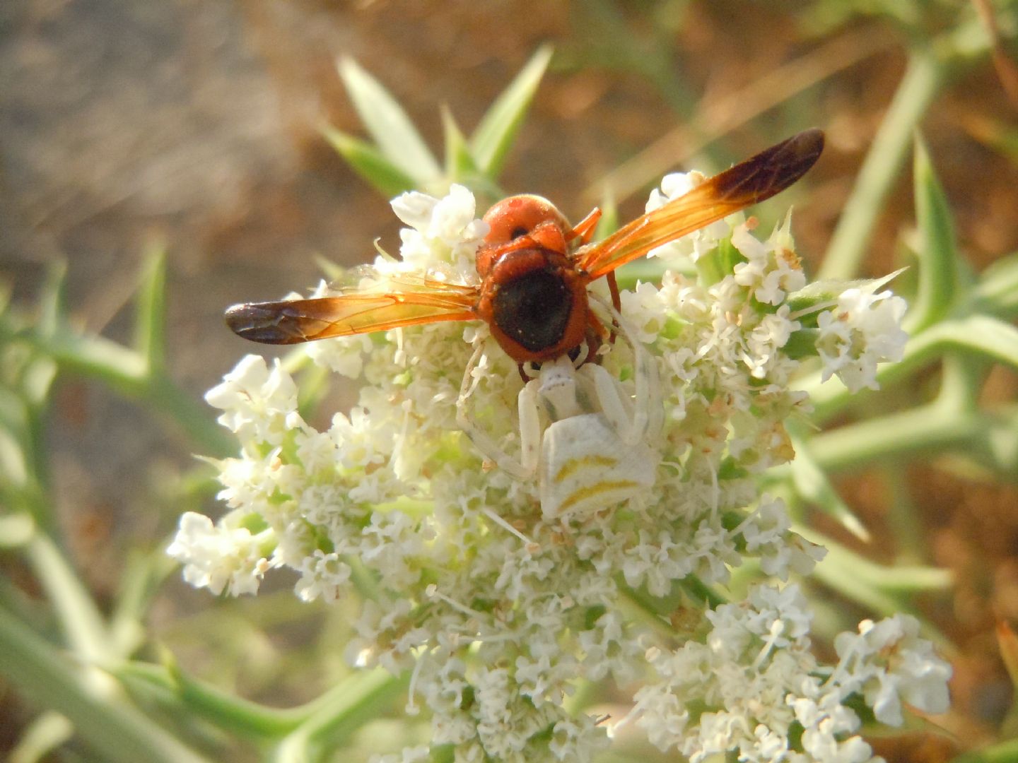 Vespidae: Rhynchium oculatum? S.