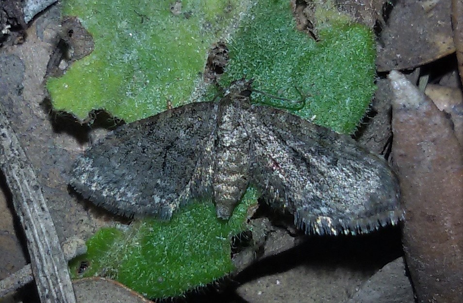 Eupithecia ?